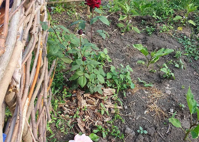 Viriks Penzion Burgas City